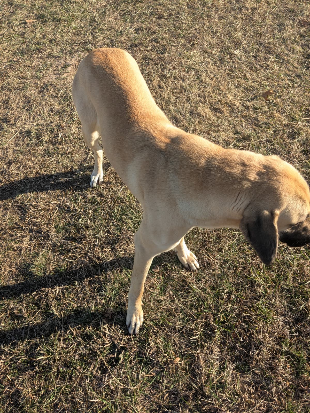 Anatolian shepherd type livestock guardian dog in the pasture