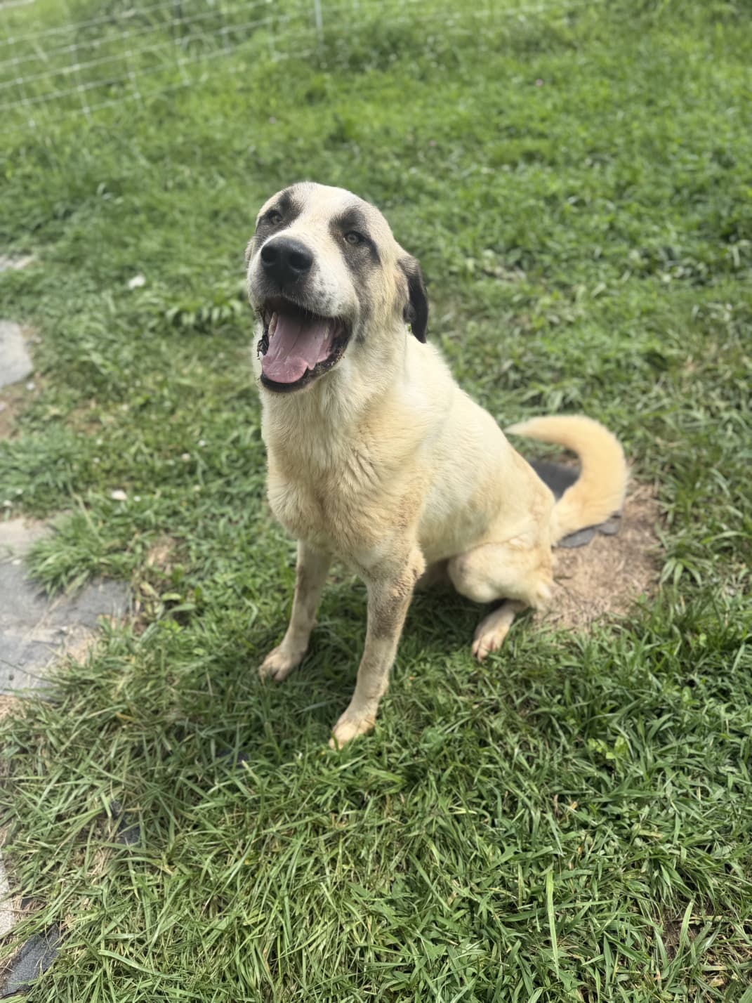 Adult Kangal x Great Pyrenees livestock guardian dog sitting in the grass