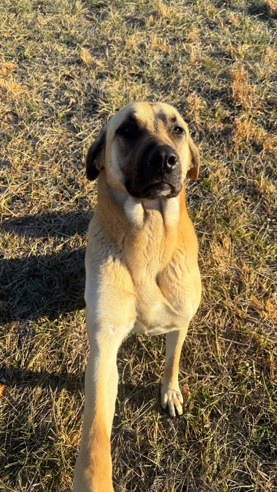 Adult Kangal x Great Pyrenees livestock guardian dog with a black mask standing in the field