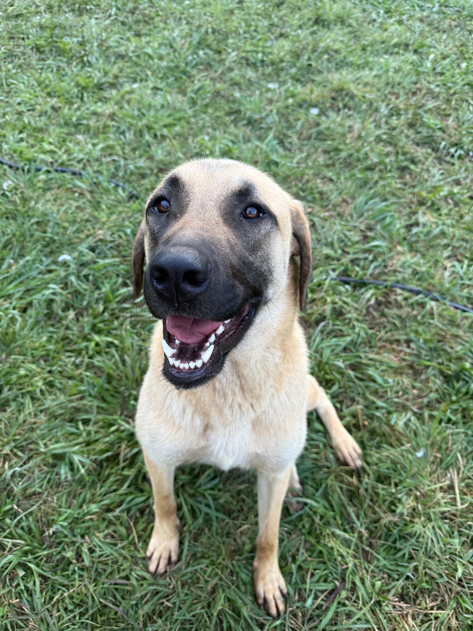 Portrait of a Kangal x Great Pyrenees guardian puppy