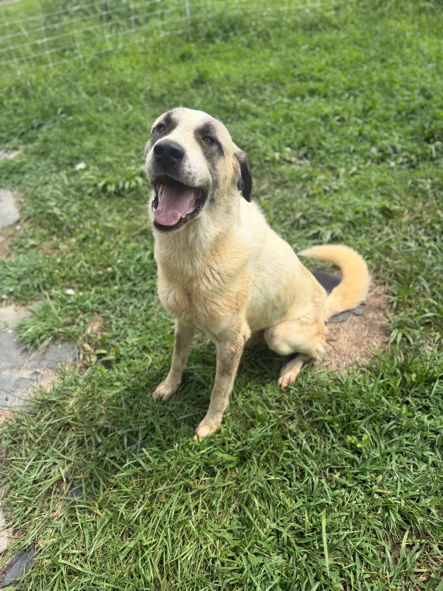 Kangal x Great Pyrenees guardian puppy sitting in the yard