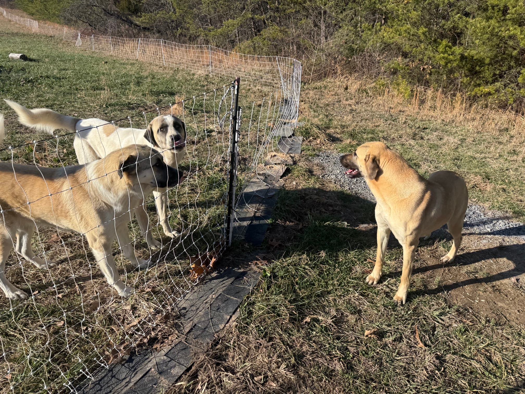 Kangal x Great Pyrenees guardian dogs walking the fence line