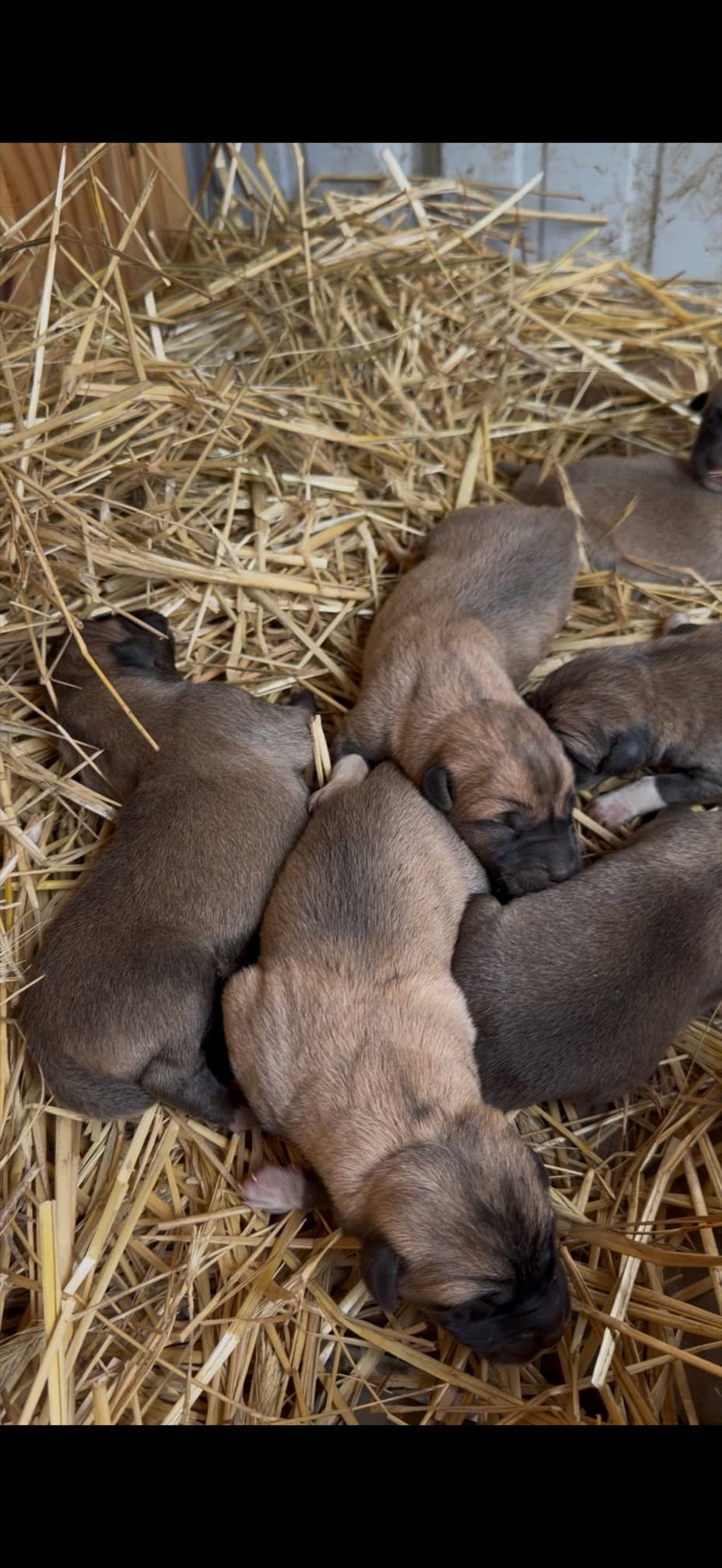 Newborn Kangal x Great Pyrenees guardian puppies