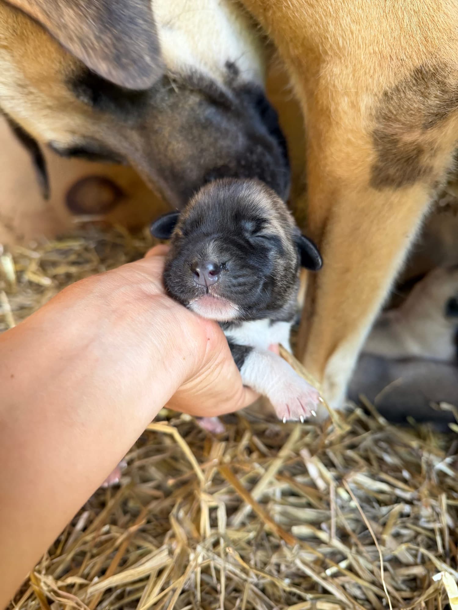 Days-old Kangal x Great Pyrenees guardian puppy cradled in a hand