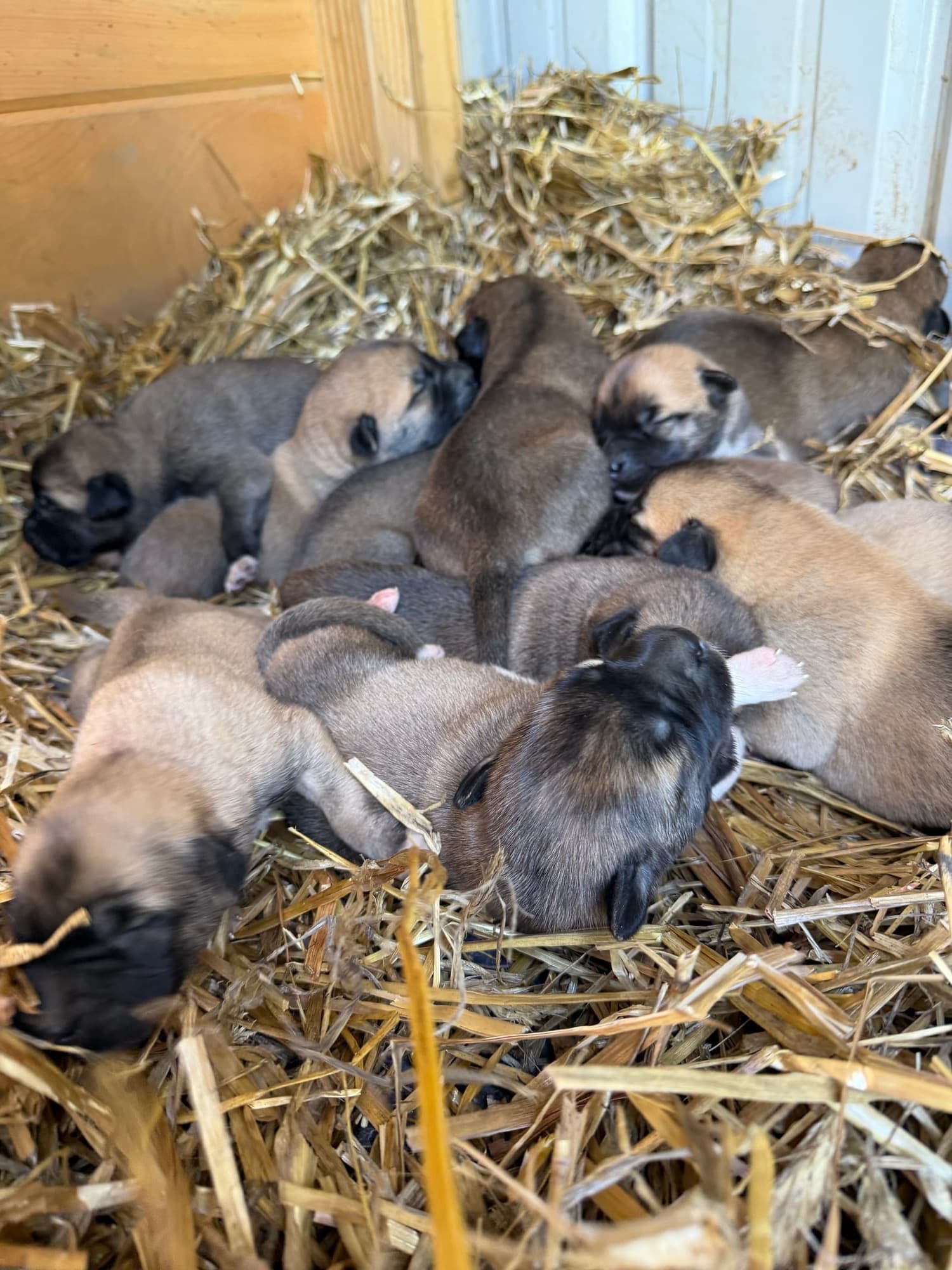 Kangal x Great Pyrenees guardian puppies huddled together in the straw