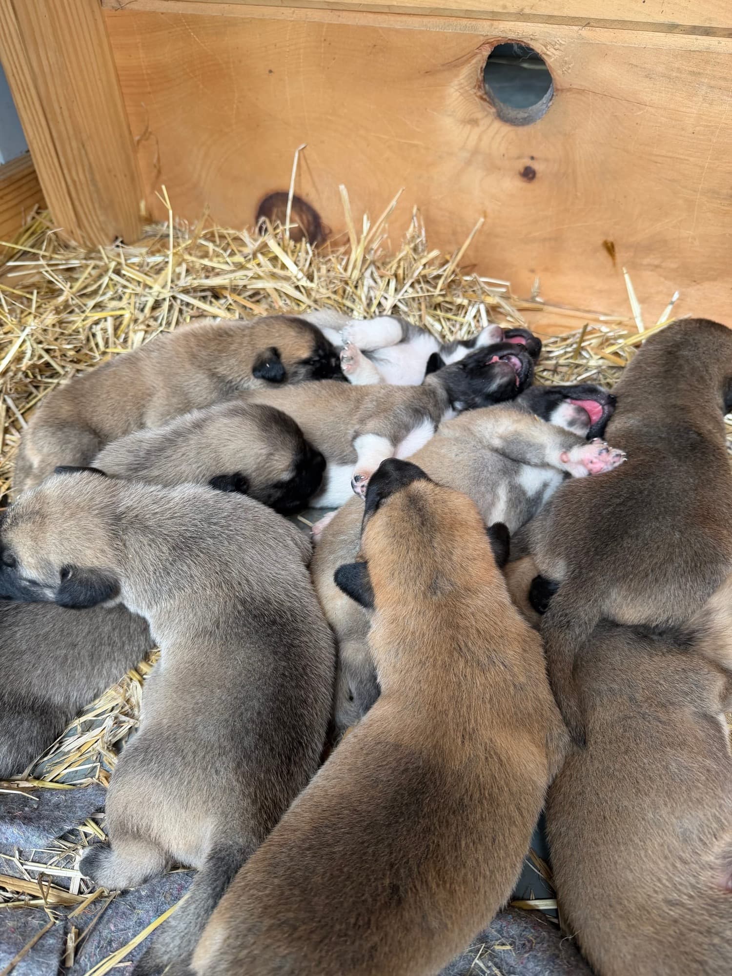 Kangal x Great Pyrenees guardian puppies nestled in their straw nest