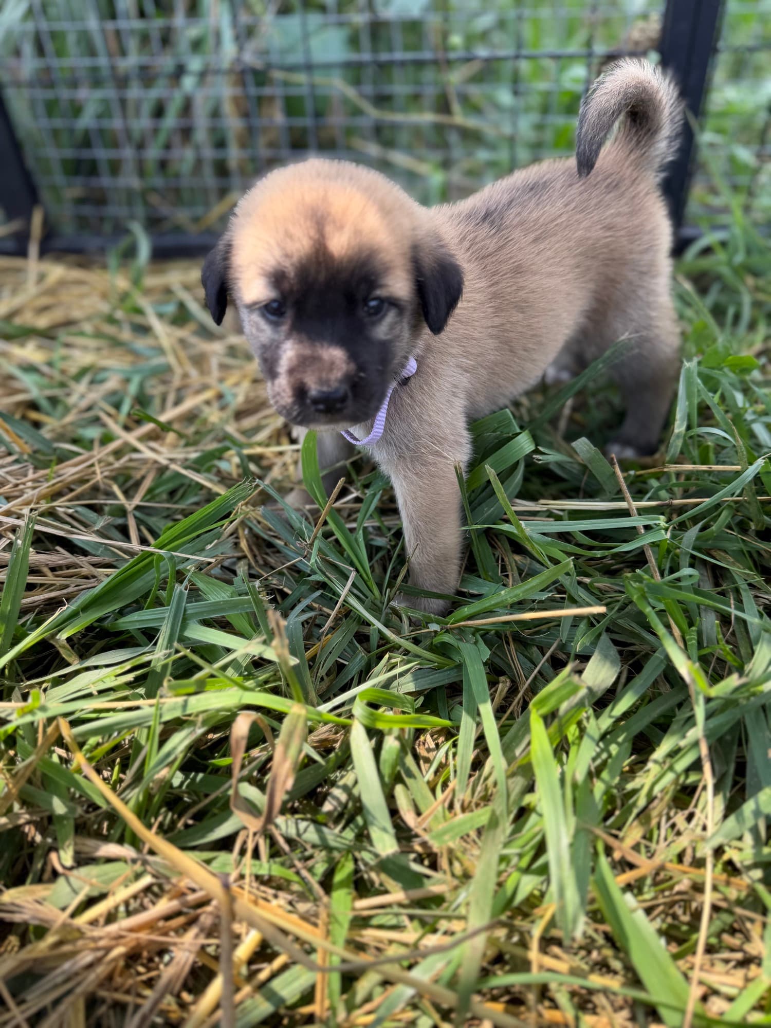 Kangal x Great Pyrenees guardian puppy in a lilac collar walking through the grass
