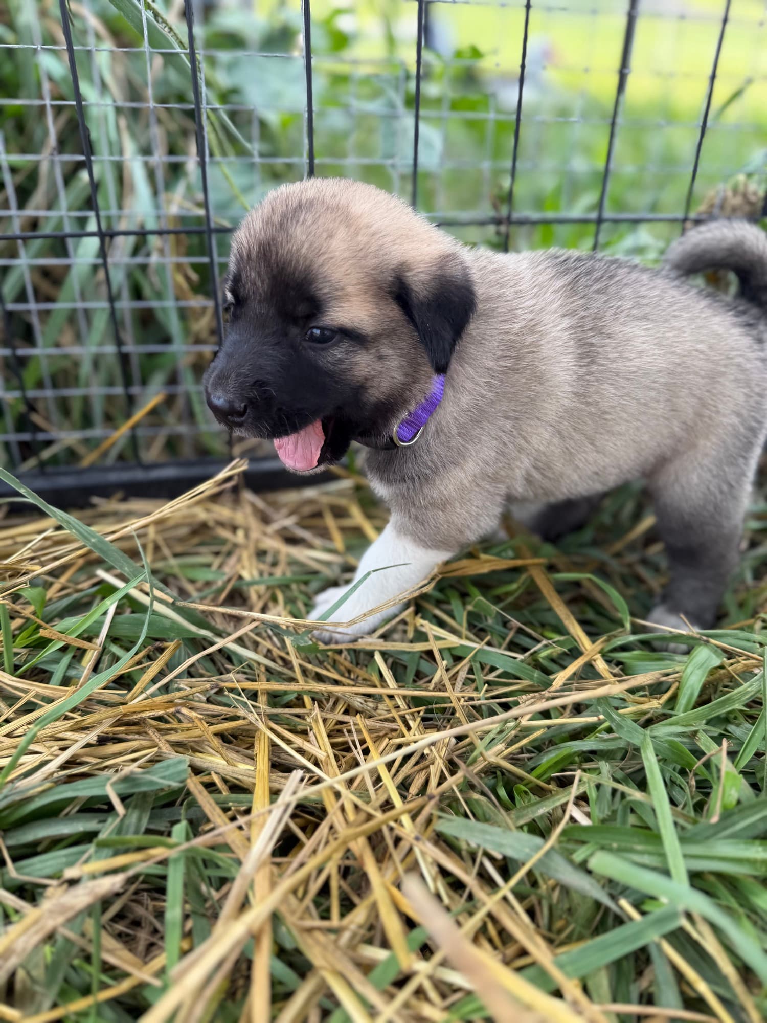 Kangal x Great Pyrenees guardian puppy in a purple collar panting beside the fence