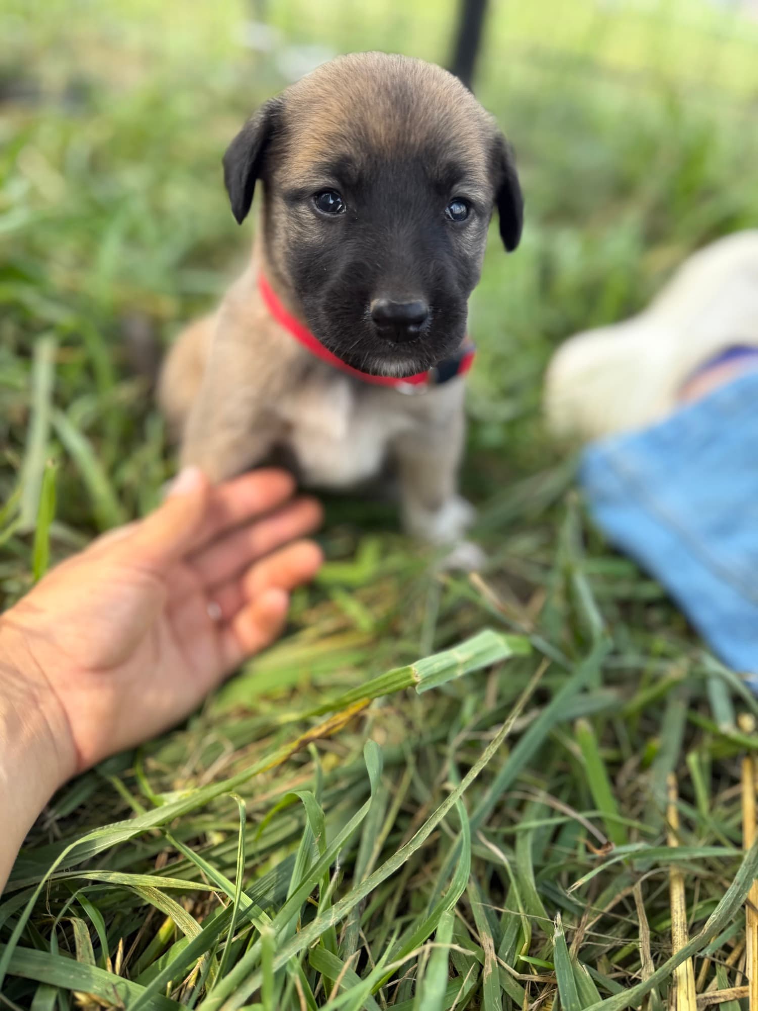 Kangal x Great Pyrenees guardian puppy in a red collar greeting an outstretched hand
