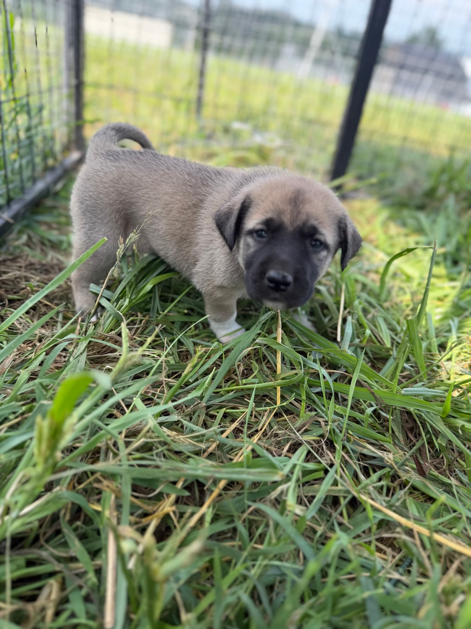 Fawn Kangal x Great Pyrenees guardian puppy with a black mask standing in the grass