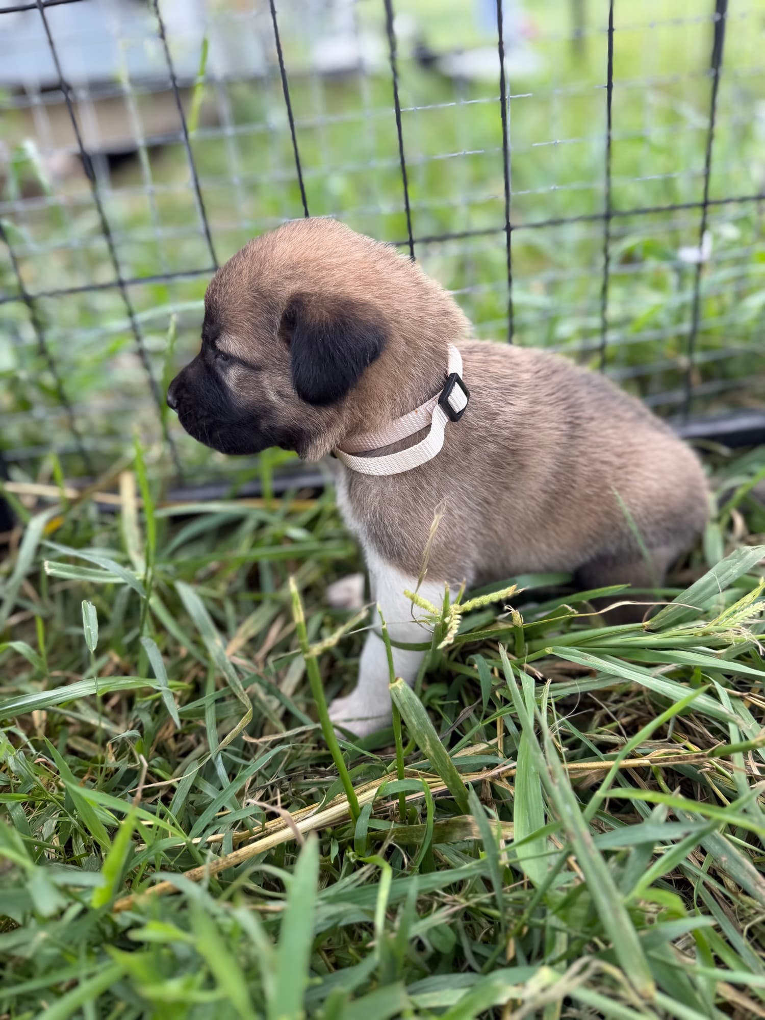 Kangal x Great Pyrenees guardian puppy in a white collar sitting along the fence line