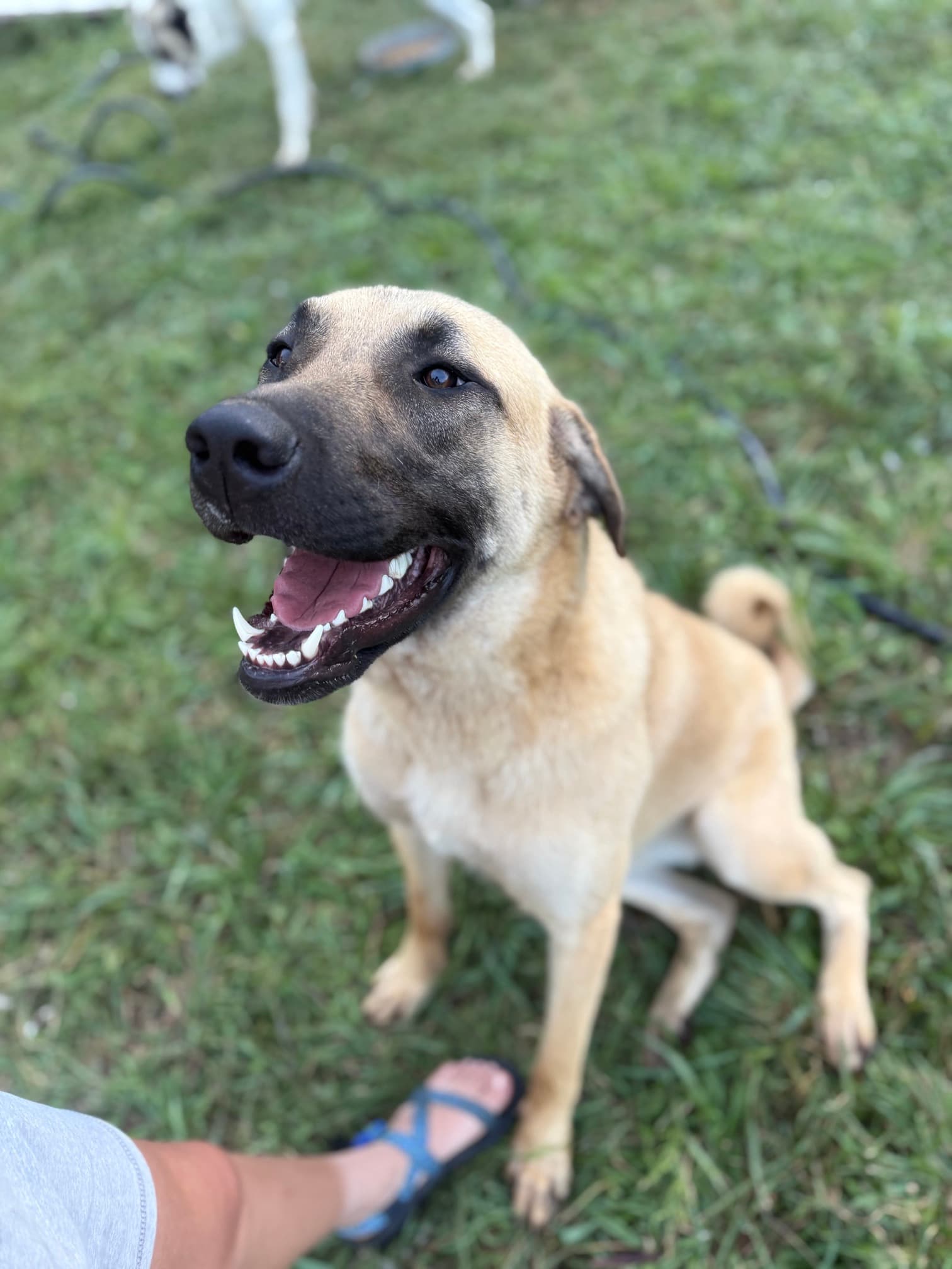 Kangal x Great Pyrenees livestock guardian dog on watch