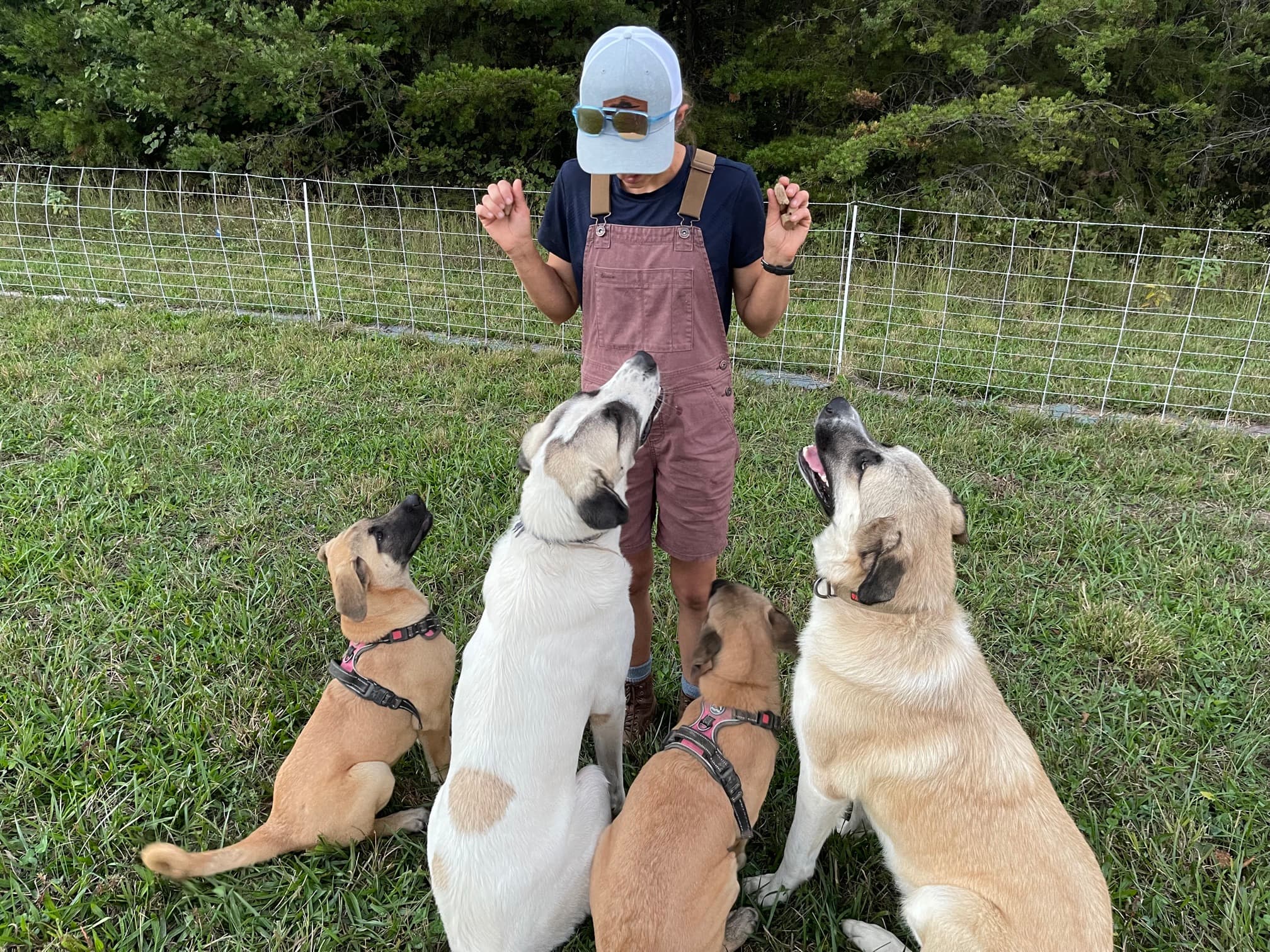 Group of Kangal x Great Pyrenees livestock guardian dogs on the homestead