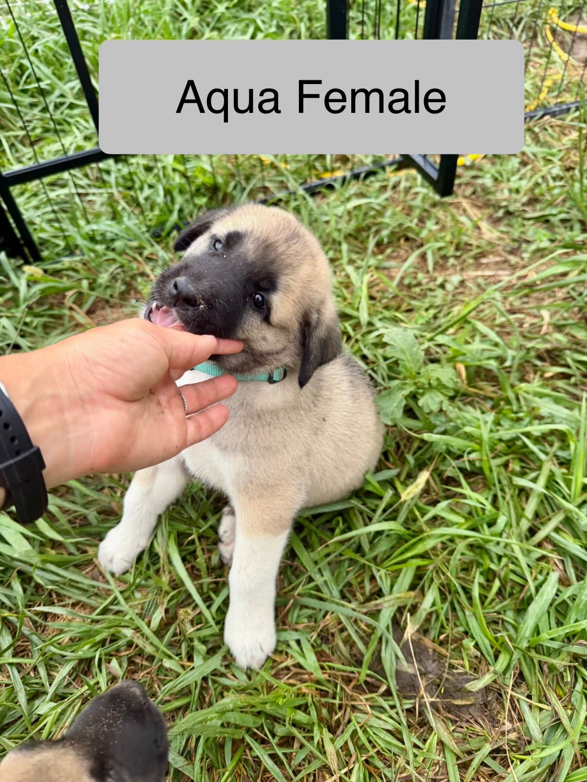 Aqua — female Kangal x Great Pyrenees livestock guardian puppy