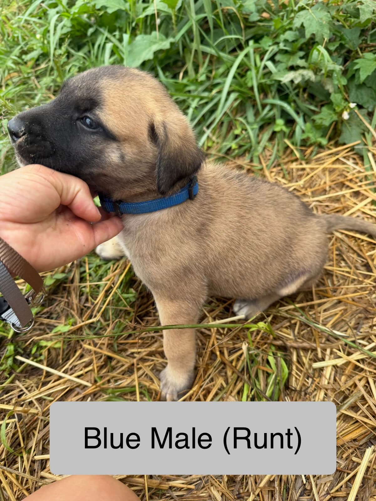 Blue — male Kangal x Great Pyrenees livestock guardian puppy