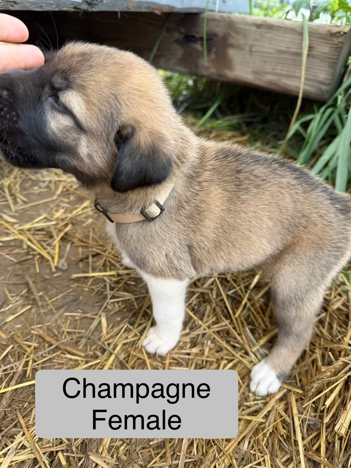 Champagne — female Kangal x Great Pyrenees livestock guardian puppy