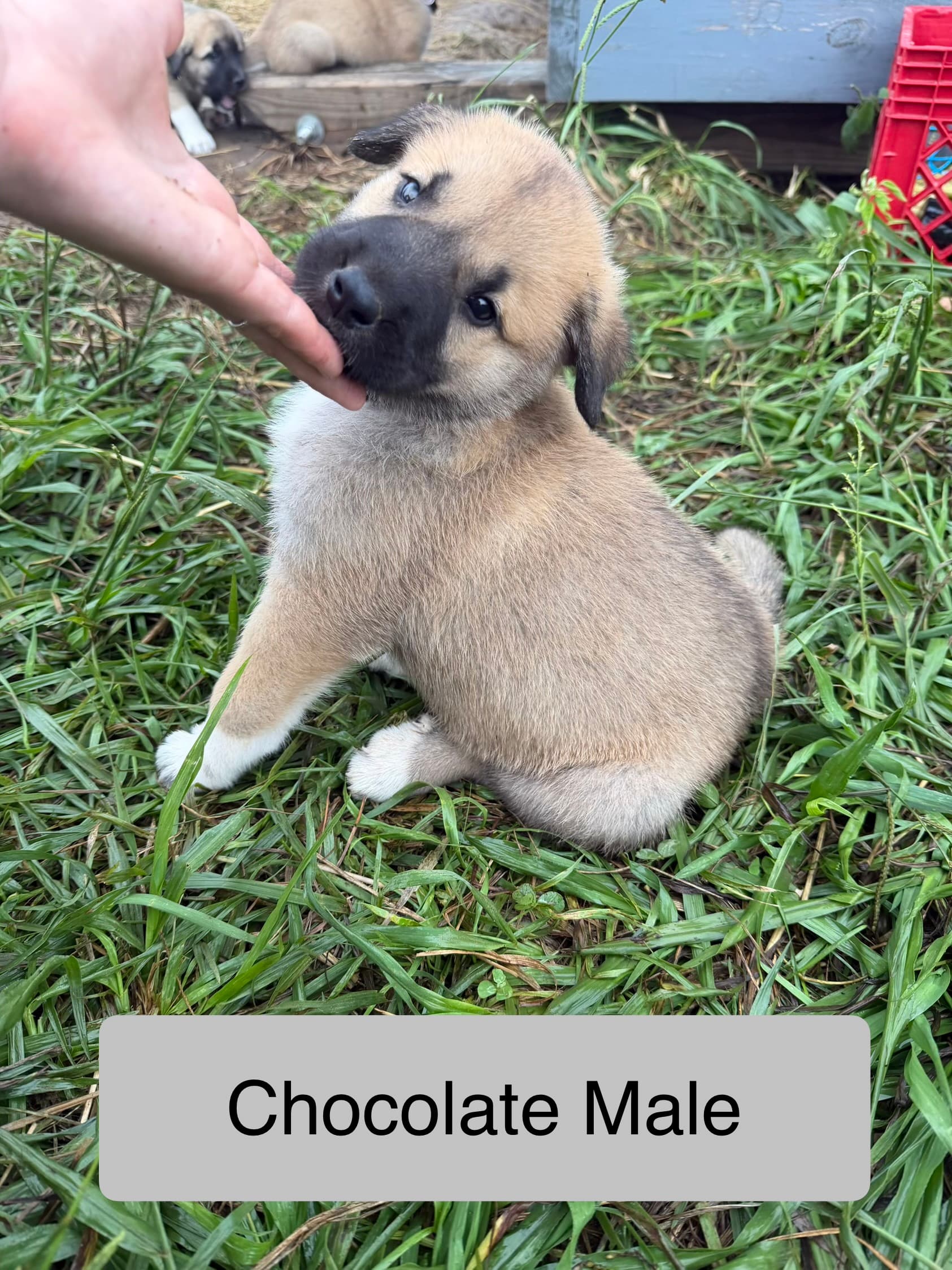 Chocolate — male Kangal x Great Pyrenees livestock guardian puppy