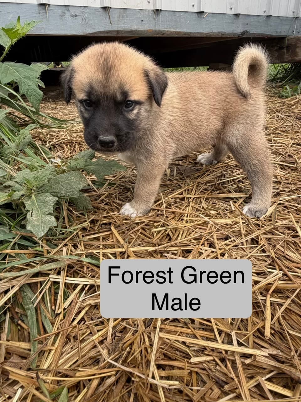 Forest Green — male Kangal x Great Pyrenees livestock guardian puppy