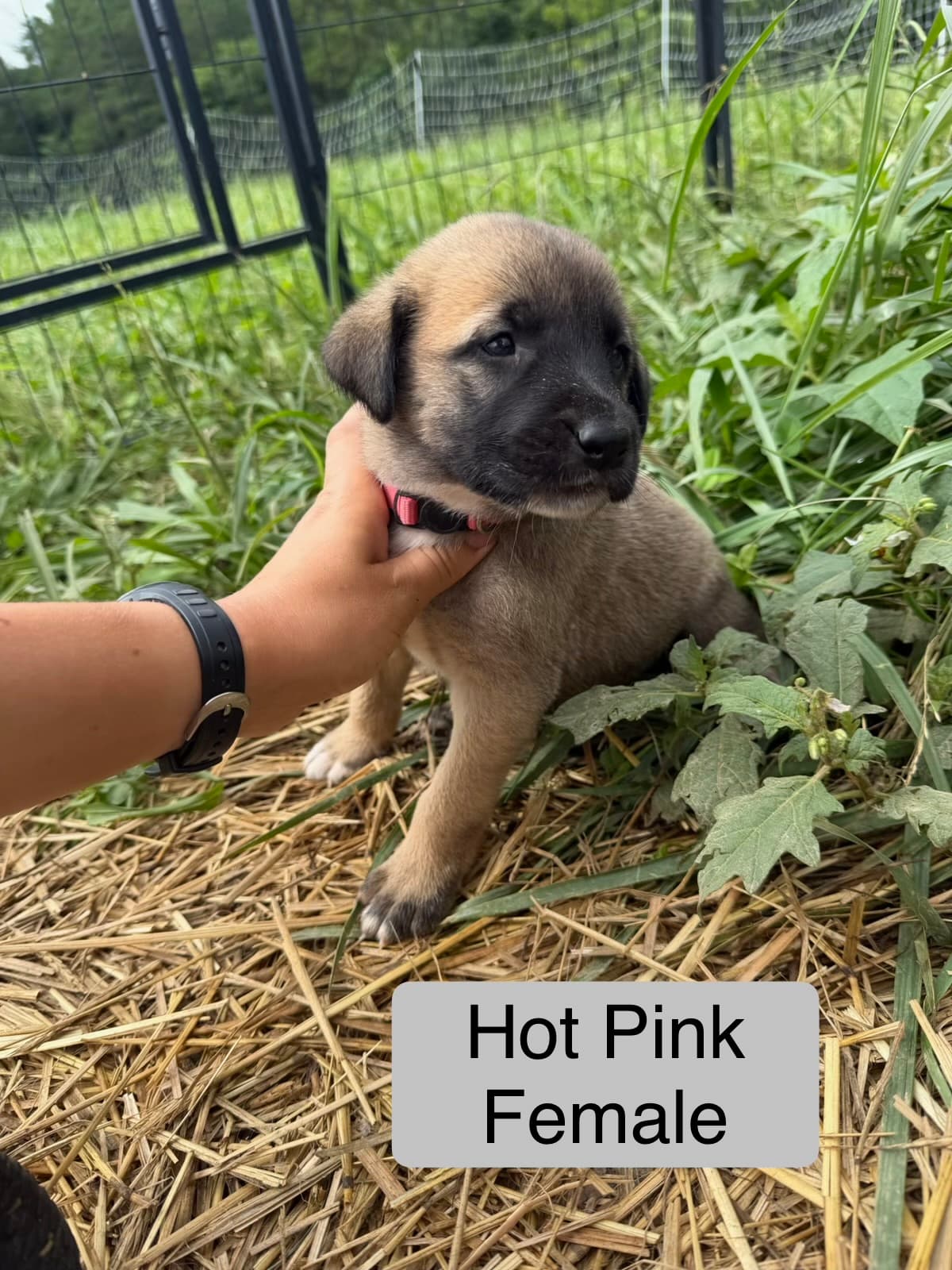 Hot Pink — female Kangal x Great Pyrenees livestock guardian puppy