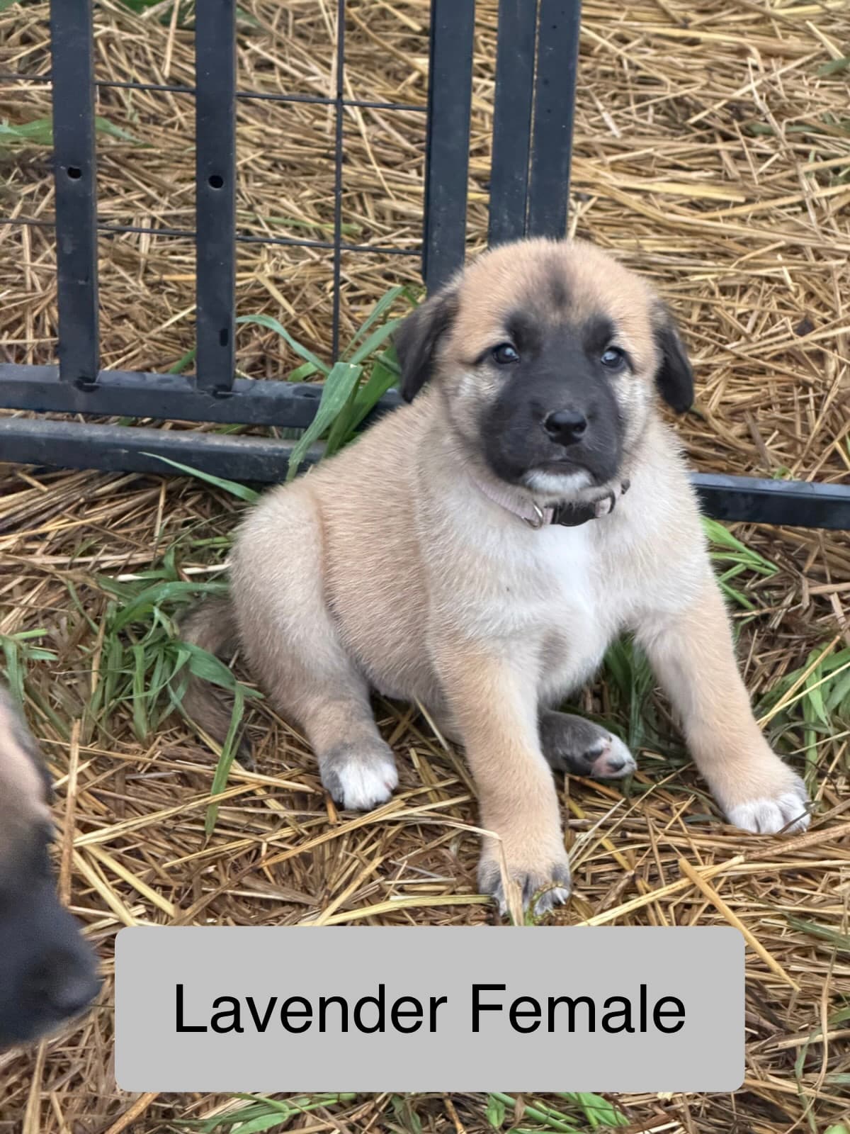 Lavender — female Kangal x Great Pyrenees livestock guardian puppy