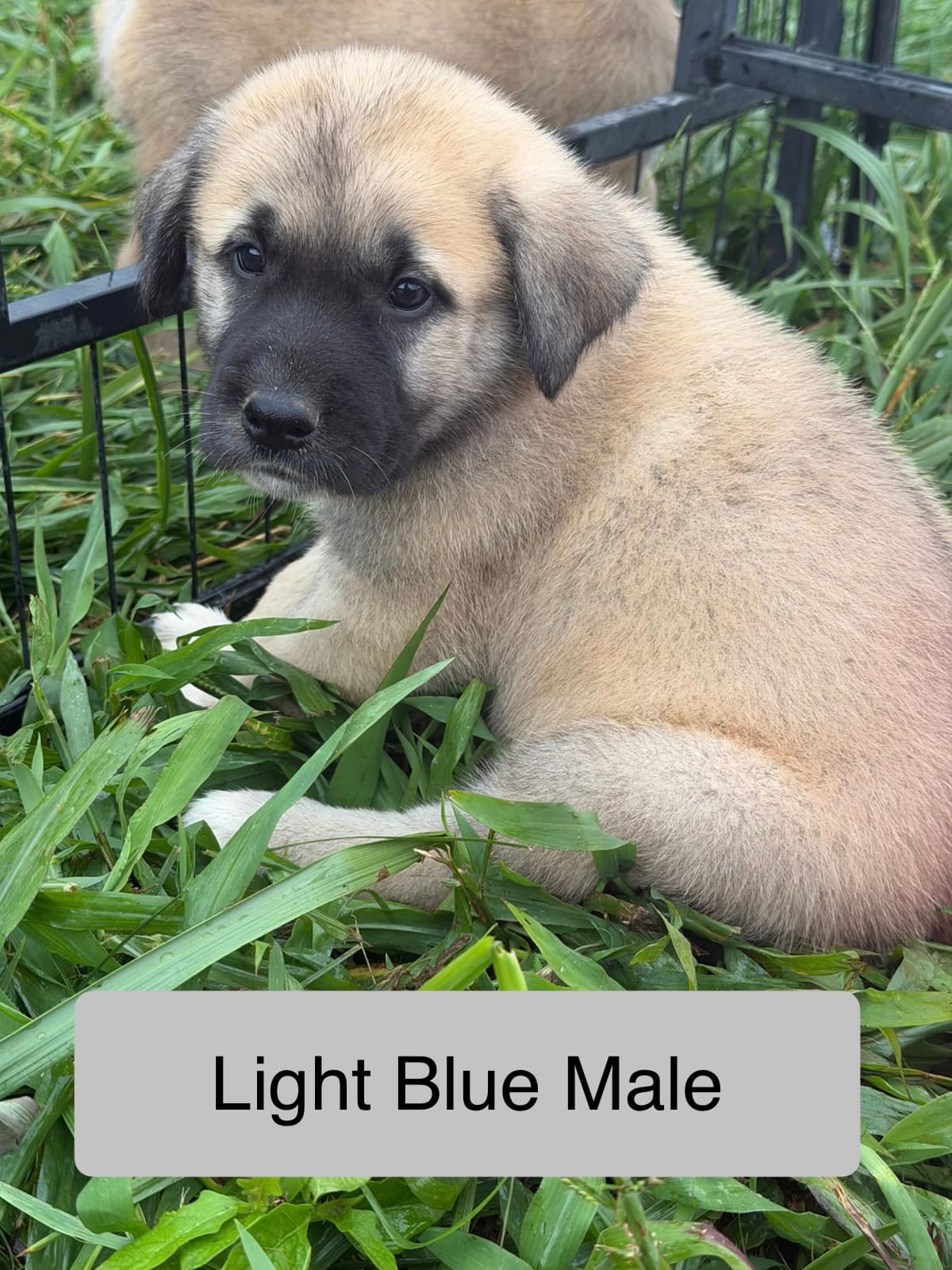 Light Blue — male Kangal x Great Pyrenees livestock guardian puppy