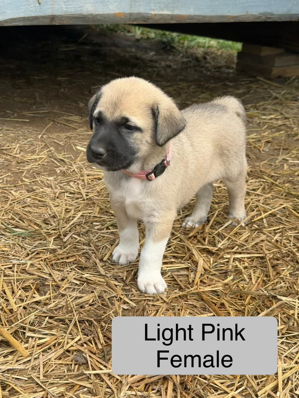 Light Pink — female Kangal x Great Pyrenees livestock guardian puppy