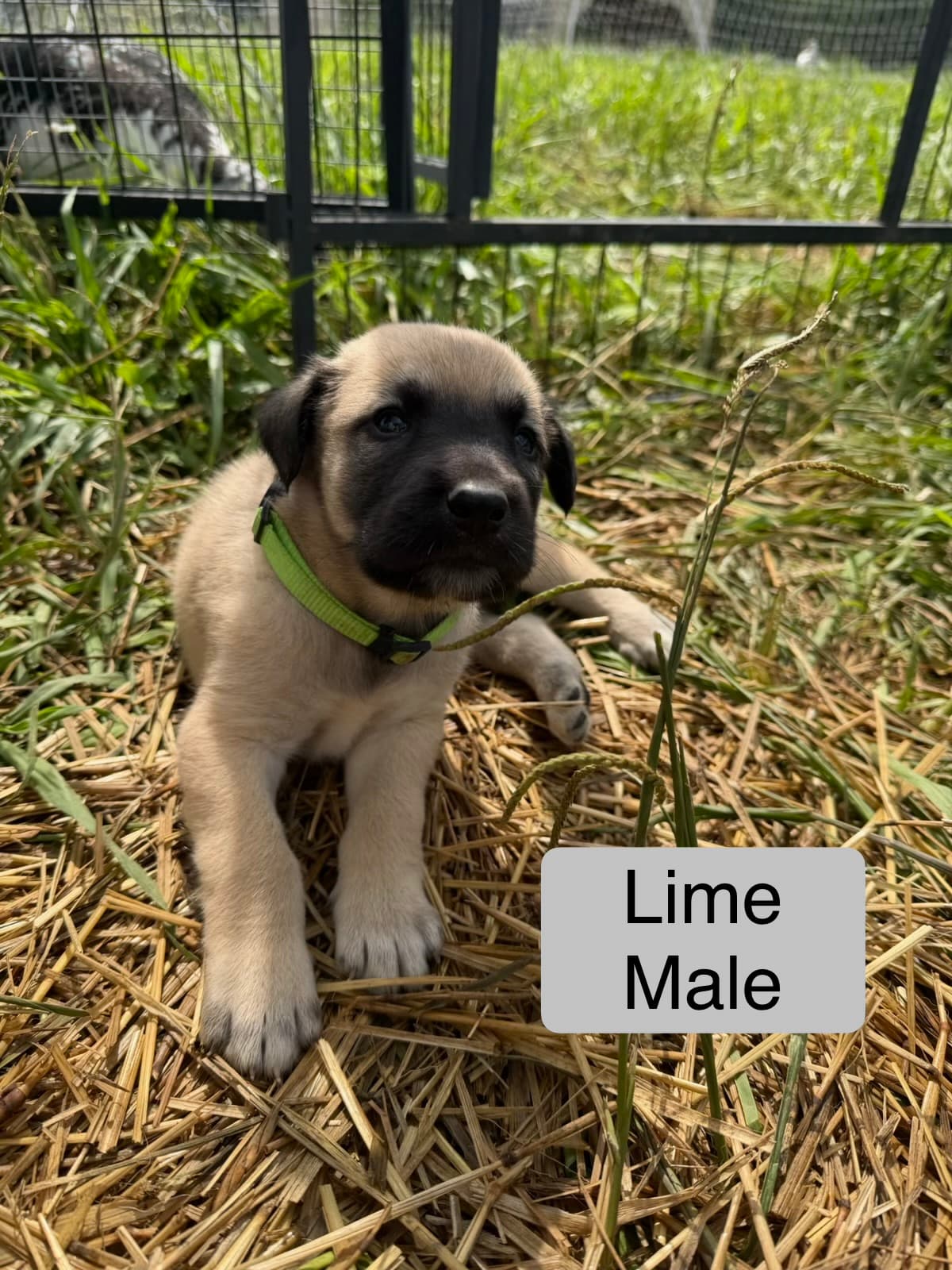 Lime — male Kangal x Great Pyrenees livestock guardian puppy