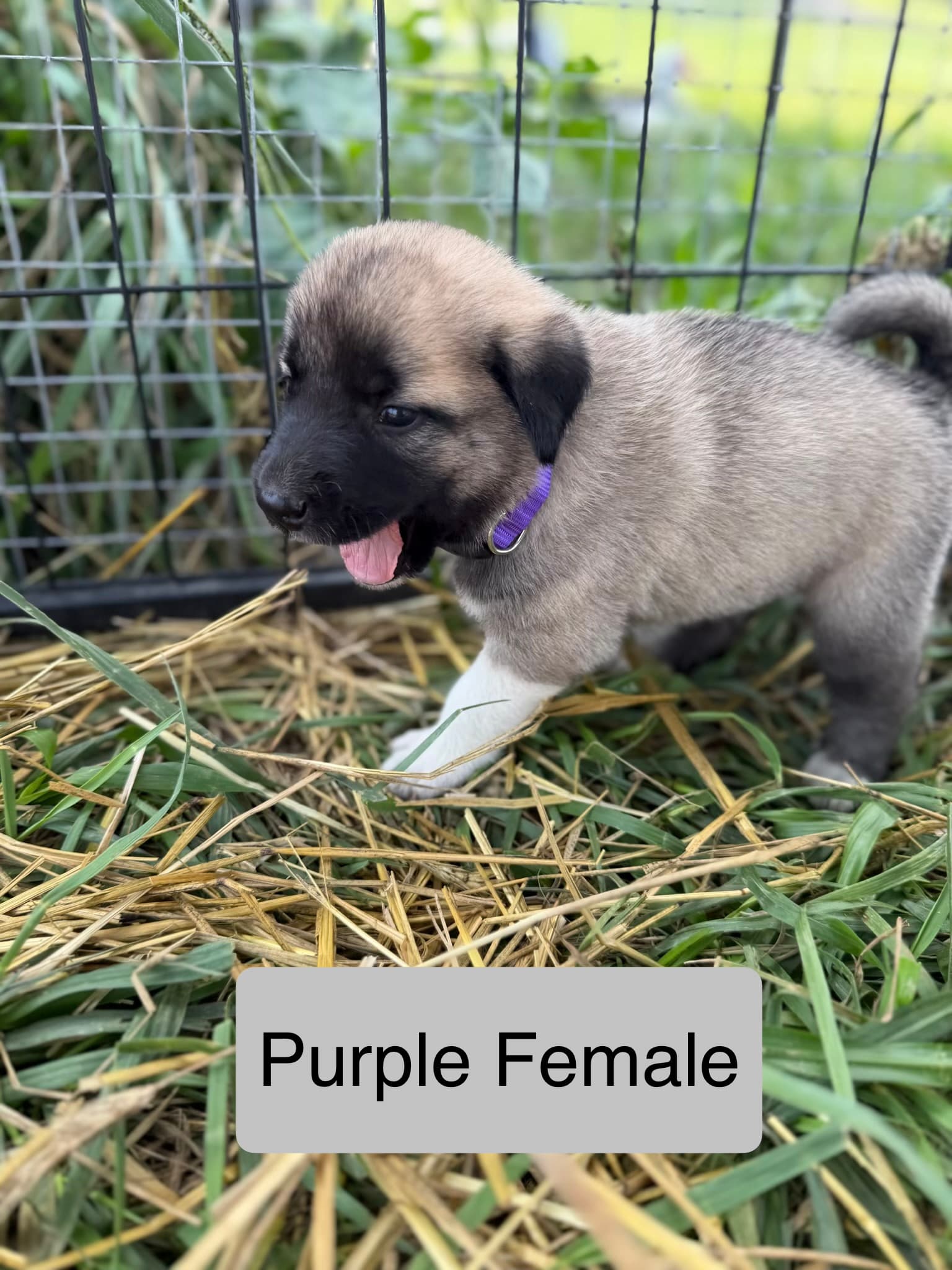 Purple — female Kangal x Great Pyrenees livestock guardian puppy