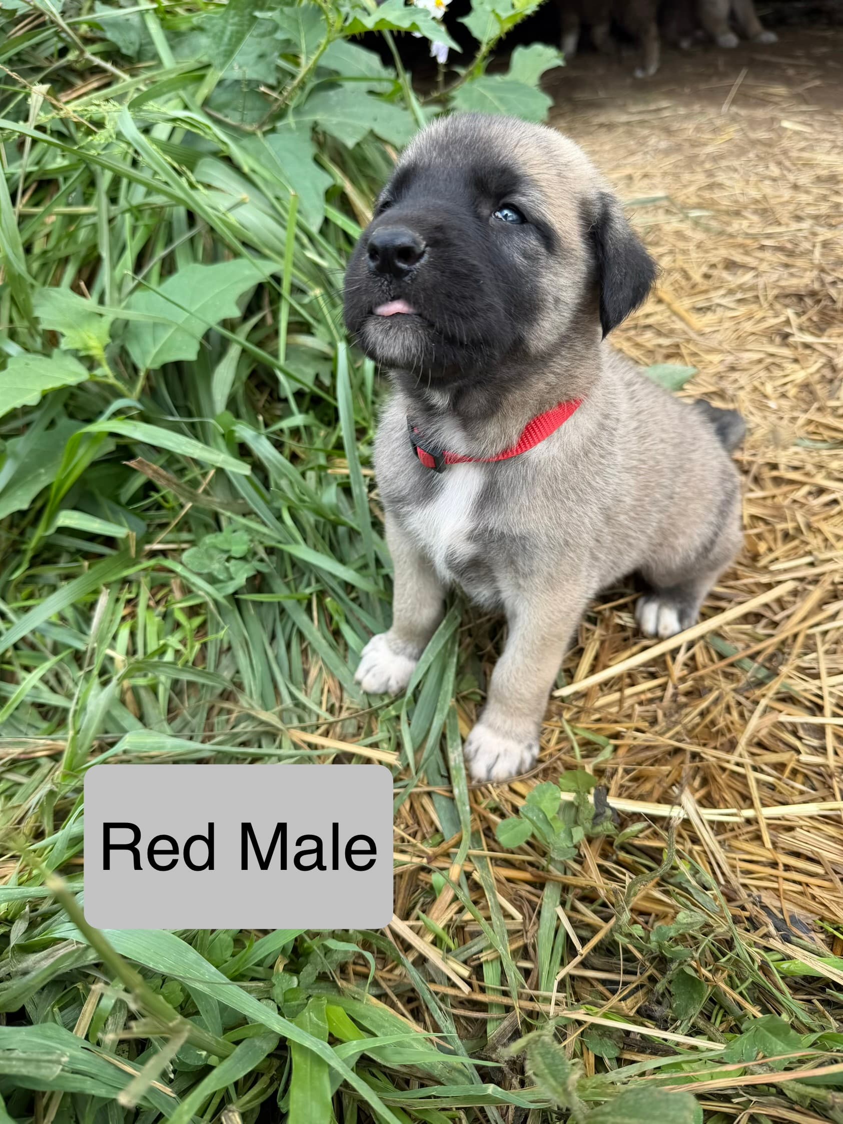 Red — male Kangal x Great Pyrenees livestock guardian puppy