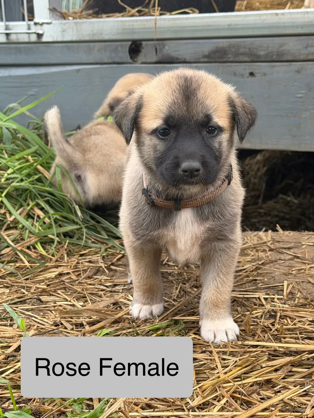 Rose — female Kangal x Great Pyrenees livestock guardian puppy